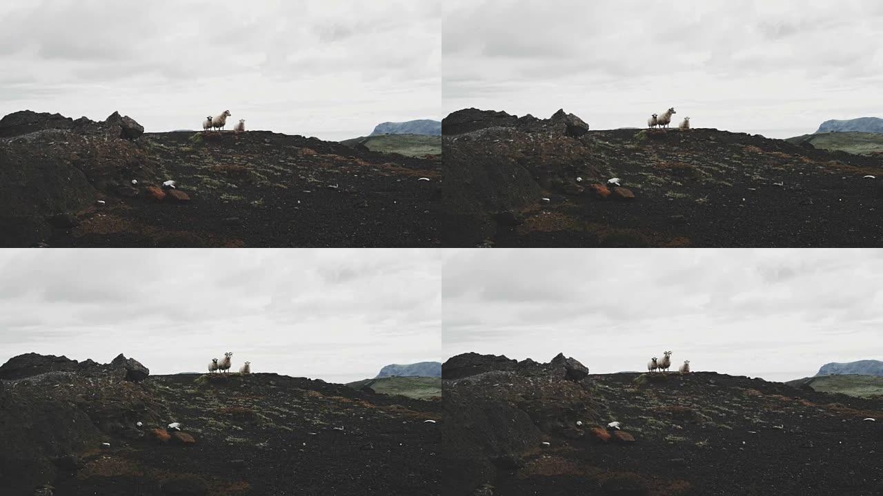 火山景观。苔藓覆盖了山脉和绵羊