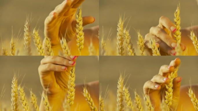 HD DOLLY：手工护理小麦茎