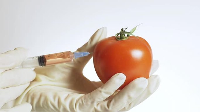 高清: 转基因番茄