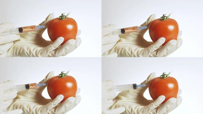 高清: 转基因番茄