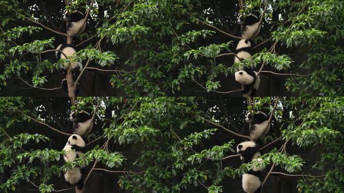 树上三只可爱的熊猫小熊，4k