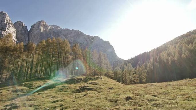 落叶松栖息在山坡上