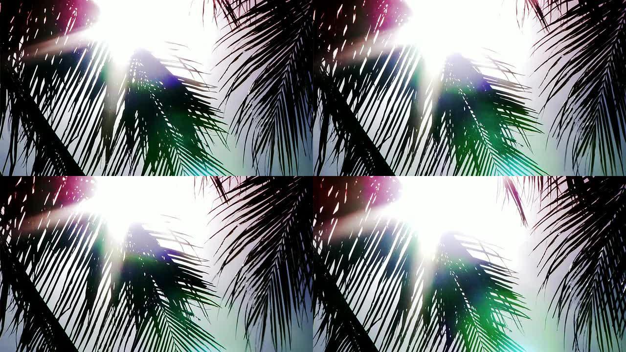 棕榈树（高清1080）