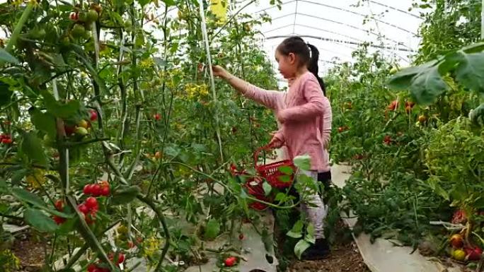 亚洲小女孩和妈妈在农场采摘樱桃番茄