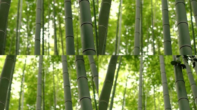 美丽的竹林的特写提升镜头，树叶和阳光透过树顶。