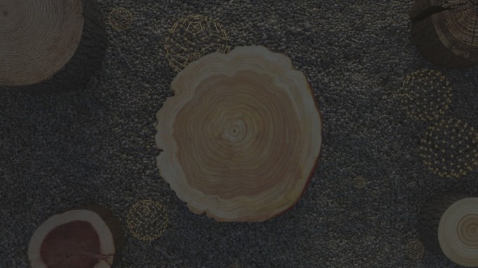 穿梭树木年轮木头木桩纹理木材树桩动画