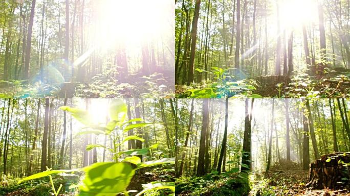 远景：阳光穿过树林