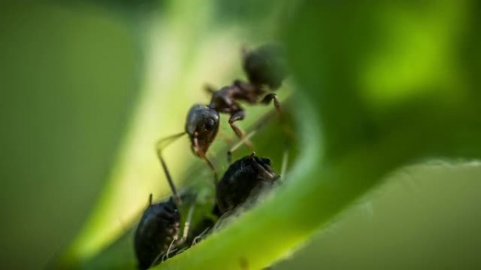 蚂蚁和蚜虫蚂蚁和蚜虫