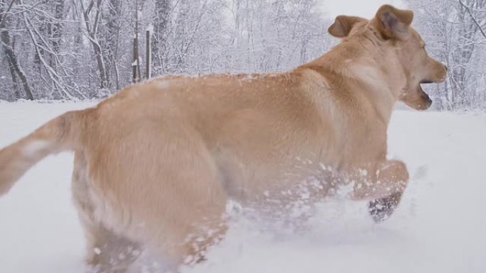 SLO MO狗狗在雪地里跑得很开心