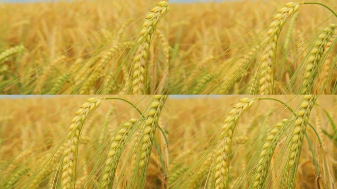 HD DOLLY：美丽的金色大麦