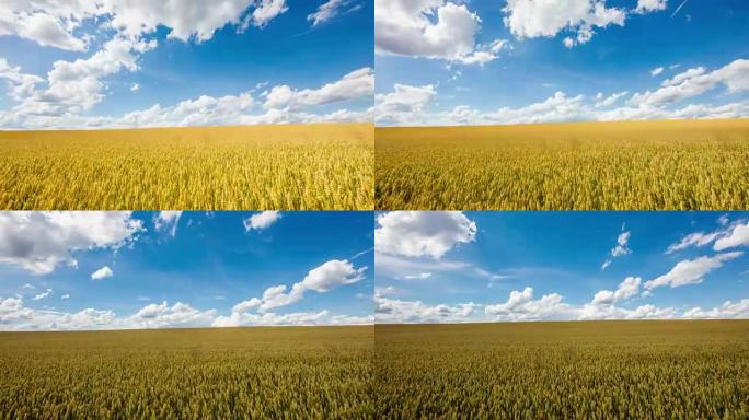 T/L 8k拍摄金色小麦上的云景