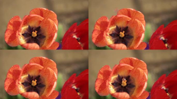 高清超级慢镜头：水滴落在郁金香上