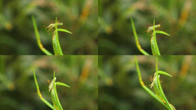 一只臭虫在草地上的特写镜头，4k