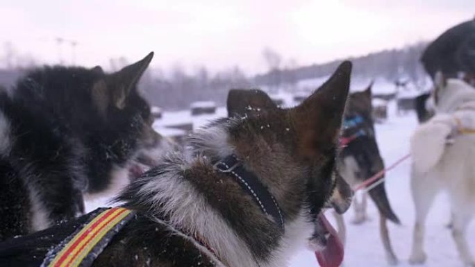 雪橇犬准备奔跑