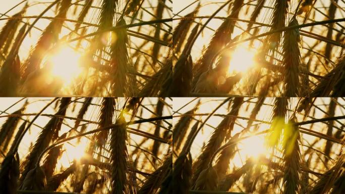 高清时间重叠：阳光穿过小麦叶片