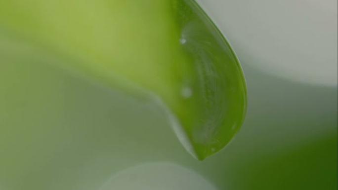 罗勒植物的水滴罗勒植物的水滴绿叶水珠