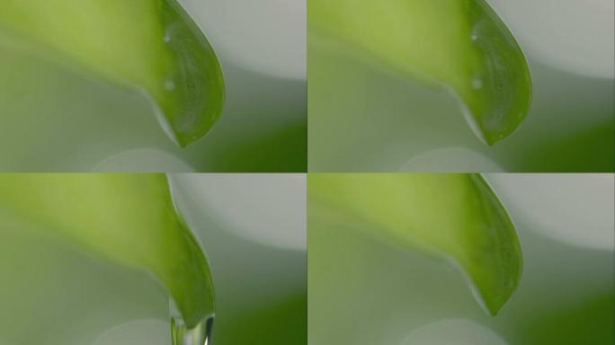 罗勒植物的水滴罗勒植物的水滴绿叶水珠
