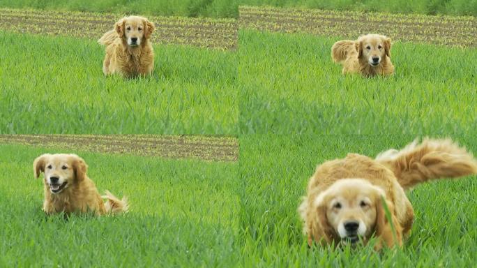 HD慢速运动：狗在草地上奔跑