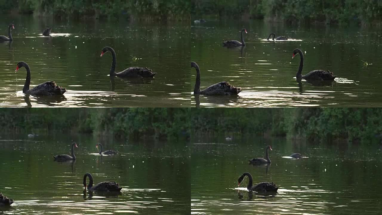 黑天鹅在池塘里游泳的慢动作