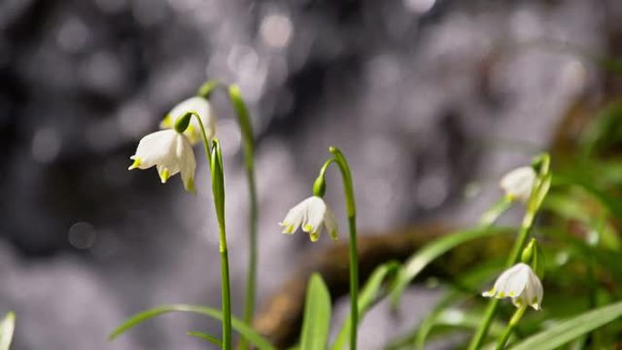 河边的SLO MO雪花莲