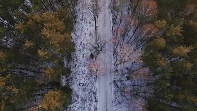 冬季落叶森林的鸟瞰图。积雪铺在地面上