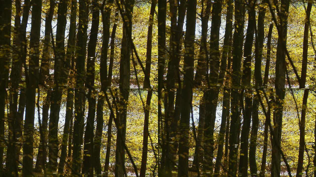 HD DOLLY：以湖泊为背景的秋季森林
