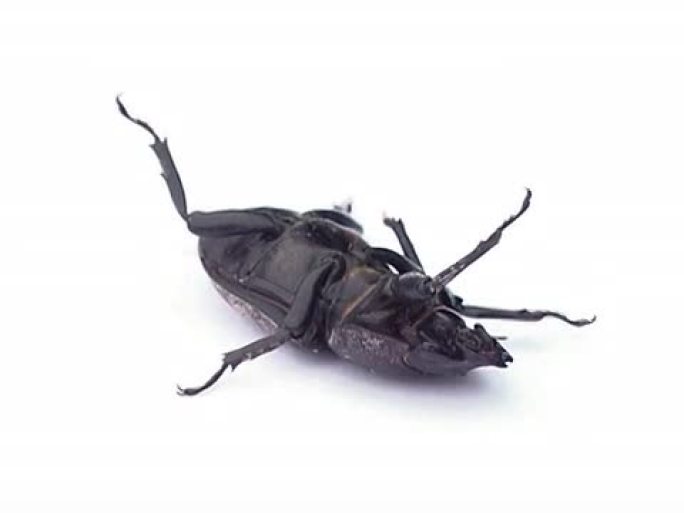 牡鹿甲虫朋友虫类昆虫素材甲虫特写