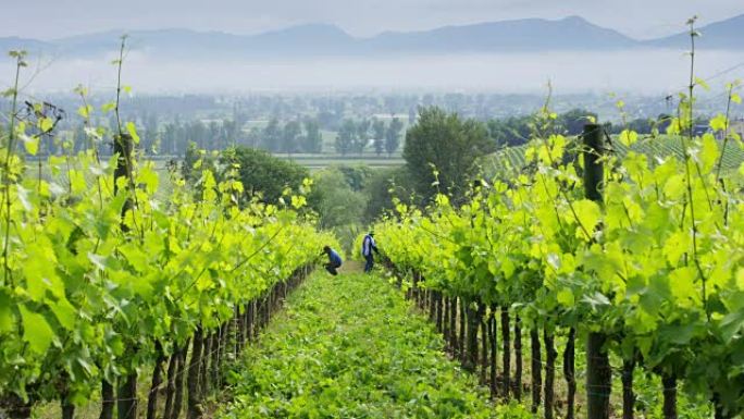 在一个秋天的日子里，农民在葡萄园里采摘葡萄以生产优质的意大利葡萄酒