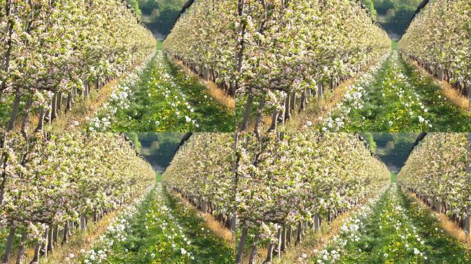高清多莉: 盛开的苹果树果园