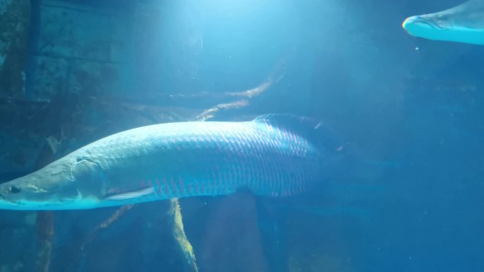 水族馆 海洋馆 鱼类  水生物 游动的鱼