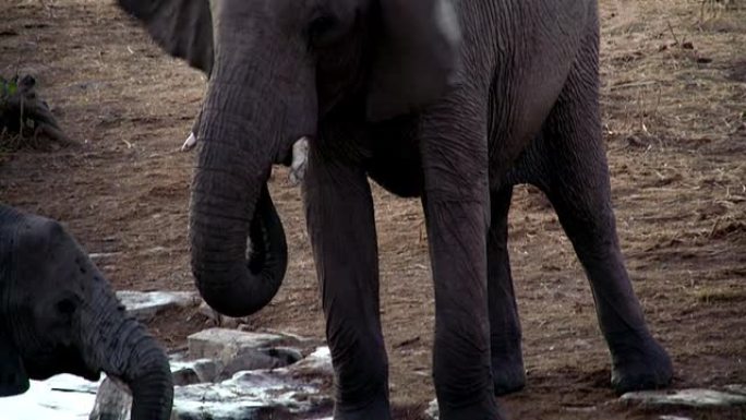 CU TU大象从水坑喝水