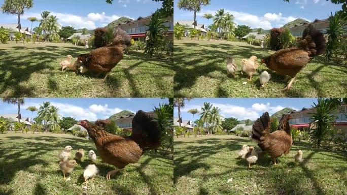特写: 黄色小鸡跟随母鸡在多风的草场周围。