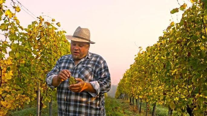 TS Vintner讲解葡萄园种植葡萄