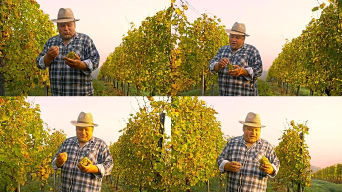 TS Vintner讲解葡萄园种植葡萄
