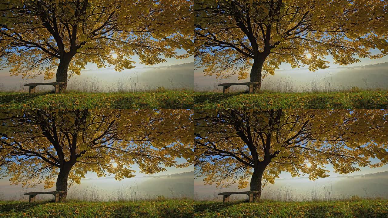 秋天色彩的树下田园长椅