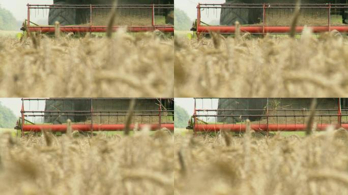 HD DOLLY：联合收割机收割小麦