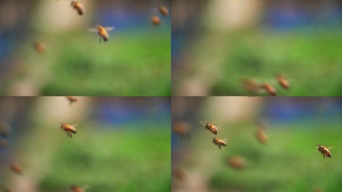 蜜蜂飞行的慢动作，1080p
