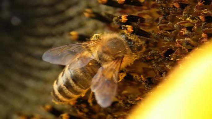 HD MACRO：蜜蜂的镜头