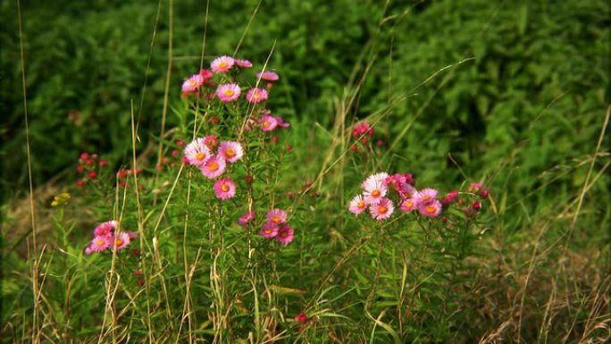 鲜花