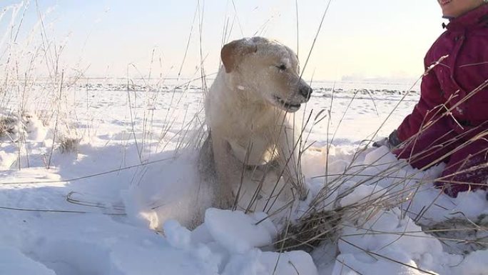 SLO MO女孩在雪地里玩小狗