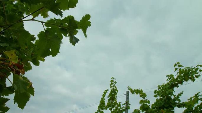 高清动态延时：葡萄园上空的云景