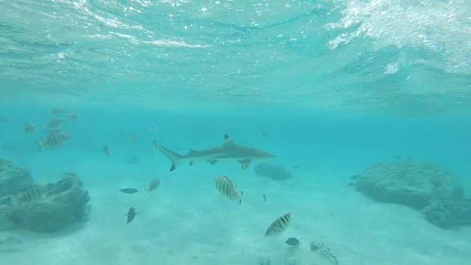 水下: 孤独的鲨鱼在充满热带鱼的翡翠海中游动。