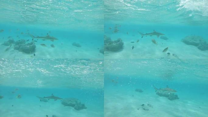 水下: 孤独的鲨鱼在充满热带鱼的翡翠海中游动。