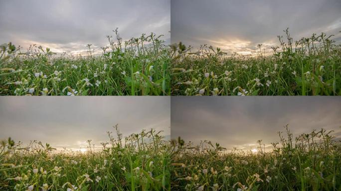 T/L 8k拍摄白色花田上的云层