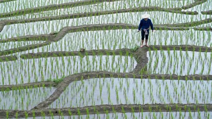 两枪亚洲农夫背木棍在稻田行走