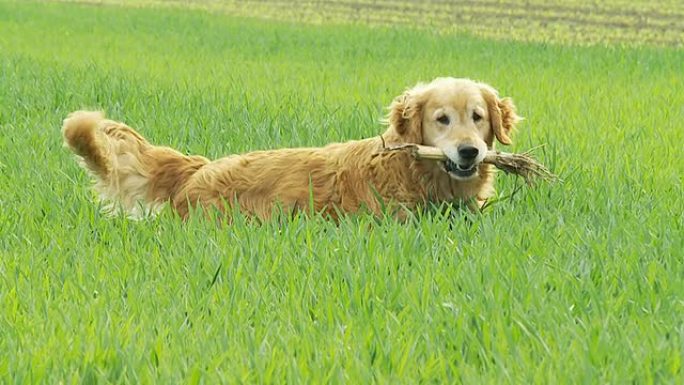 高清慢速运动：草地上的狗