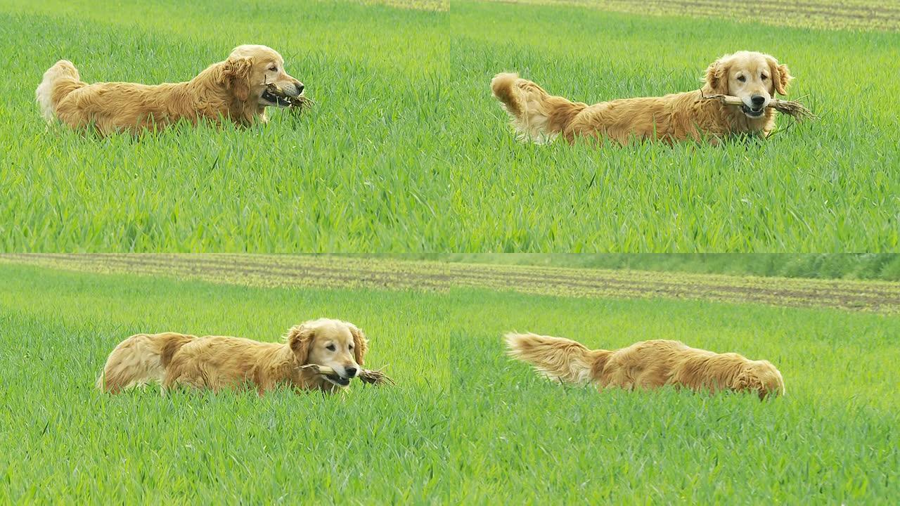 高清慢速运动：草地上的狗