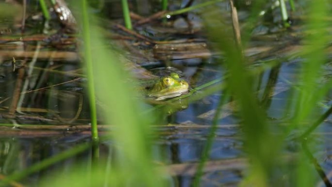蛙水塘湿地