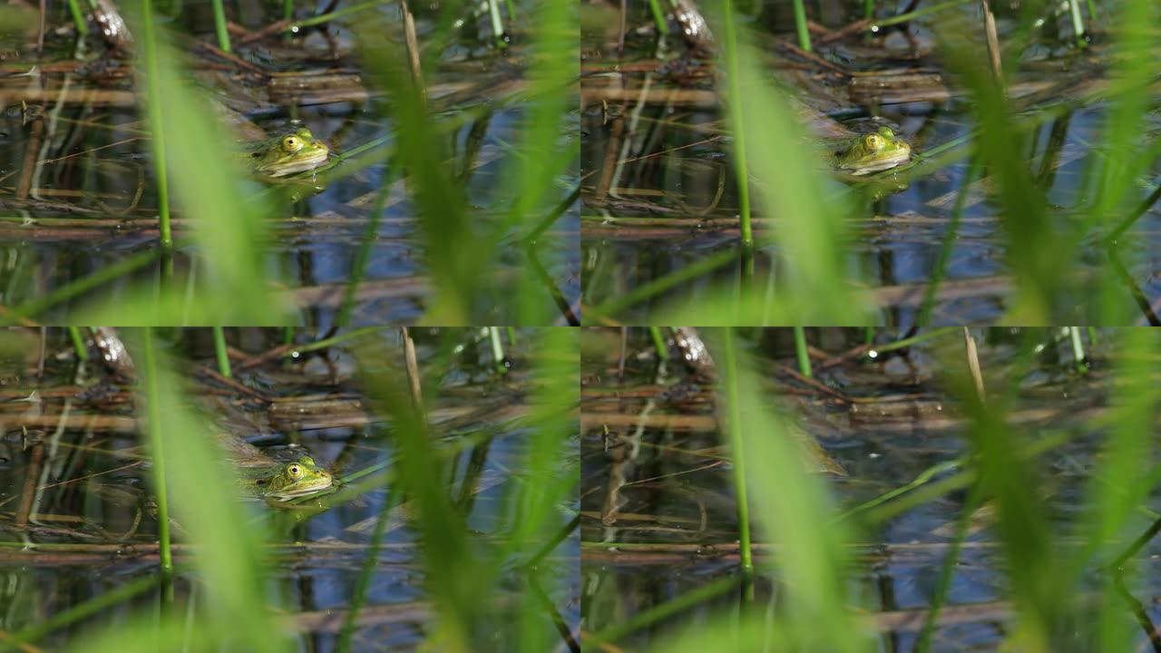 蛙水塘湿地