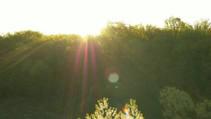 空中飞航学院开花树及周围景观